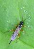 Pimpla sp.
